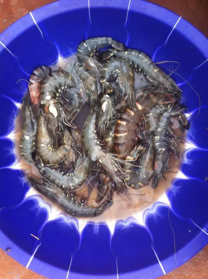 Fresh prawns from the coast